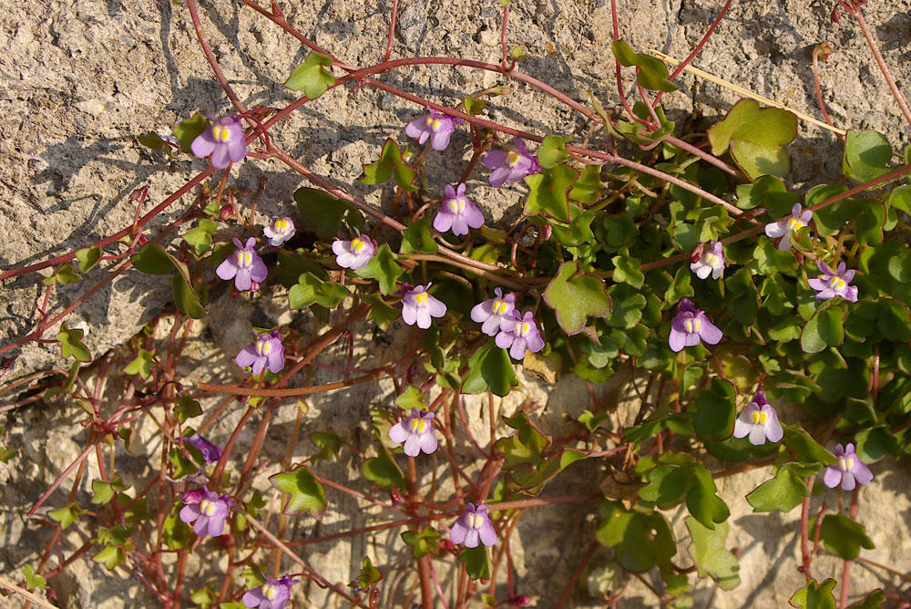 Cymbalaria muralis / Ciombolino comune